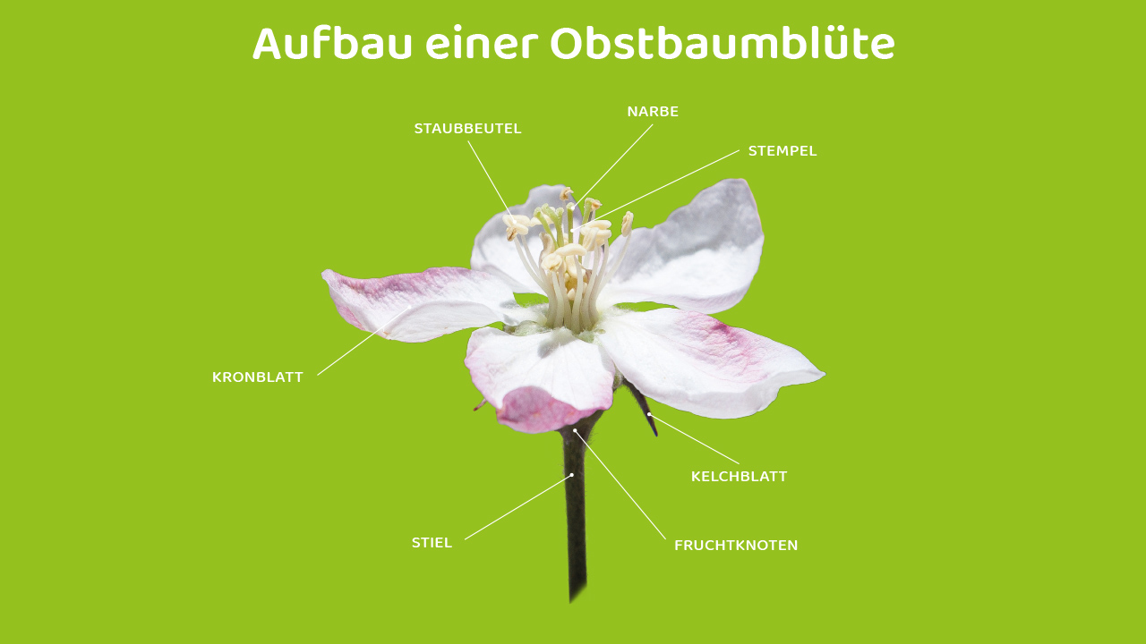 Aufbau einer Obstbaumblüte