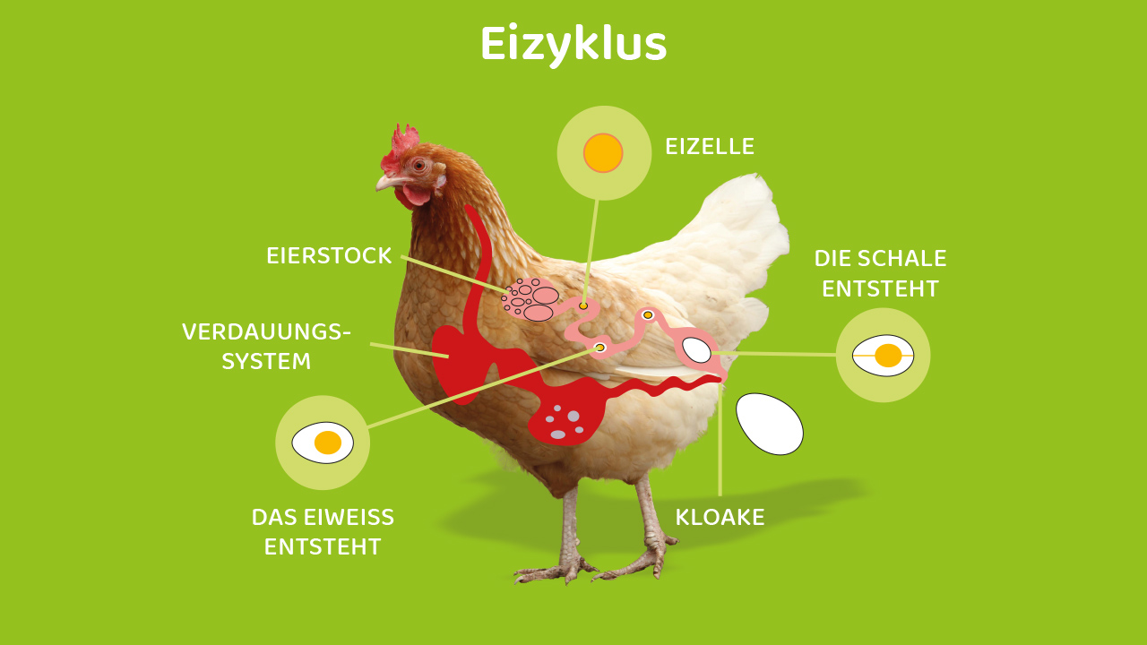 Der Eizyklus