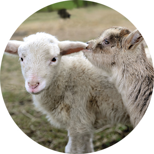 Junges Schaf und Ziege