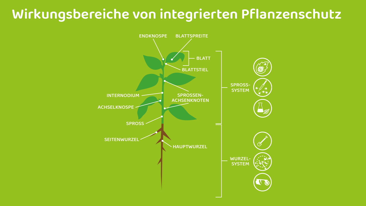 Wirkungsbereiche Pflanzenschutz