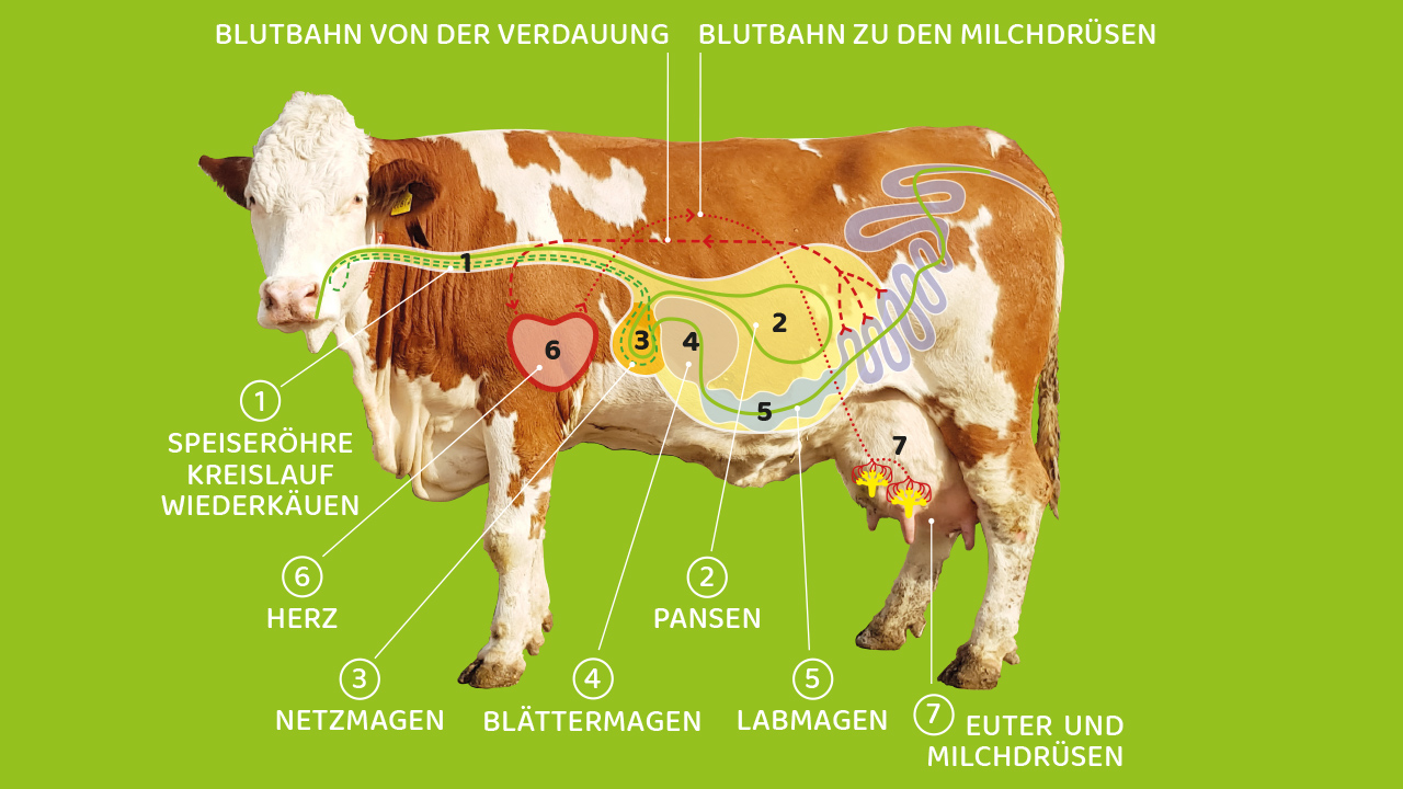 Milchproduktion Kreislauf