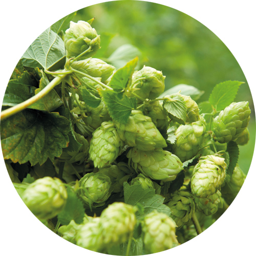 Hopfen als Heilpflanze