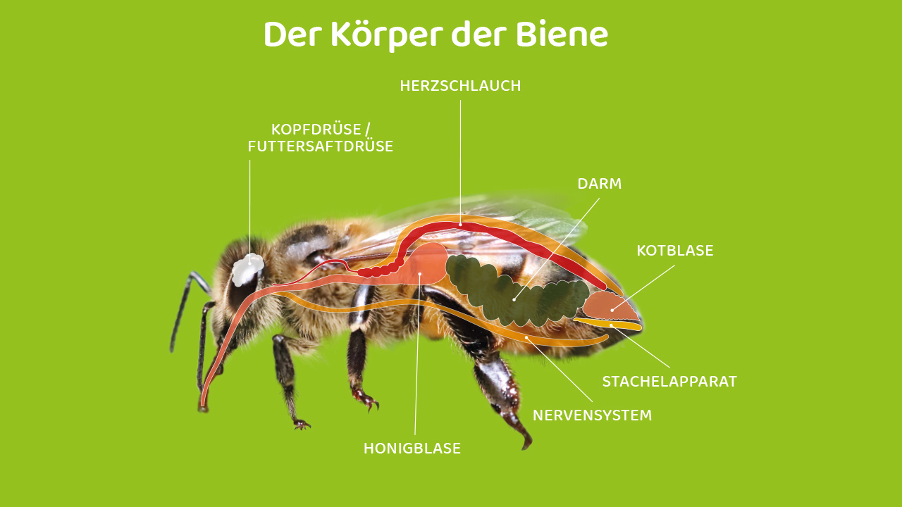 Körper der Biene